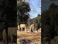 ゾウが土をかぶっています🐘 An elephant covers with soil🐘 2021.2.28 八木山動物園 ゾウ Yakiyama Zoo Elephant