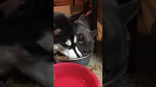 Huskie trys to stop cat from stealing food: by HUNGRY HUSKY PACK 3,201 views 3 years ago 1 minute, 51 seconds