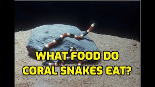 What Food Do Coral Snakes Eat