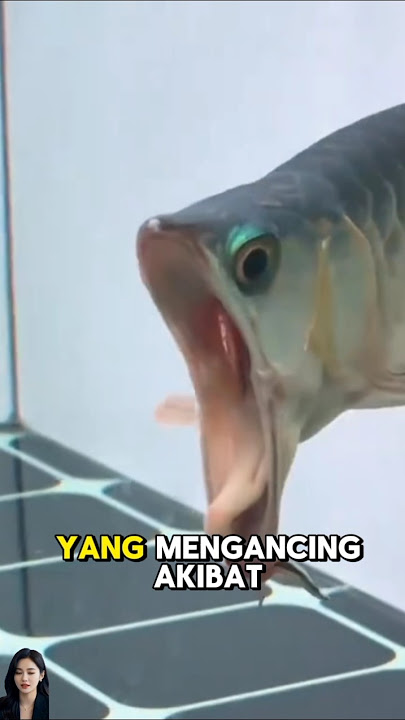 Terkunci!!!ikan arwana silver mulut lebar #ikan #arwana