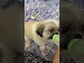 Nenu Thagaalenu Dog Pet Youtubeshorts Ytshorts Viral Trending Telugu Fyp Shihtzu Cute 