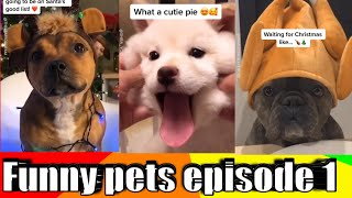 Small dogs | Funny dogs | Cute dogs by Pet lovers 36 views 3 years ago 2 minutes, 32 seconds