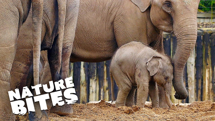Asian Elephant Gives Birth to Adorable Calf | The Secret Life of the Zoo | Nature Bites