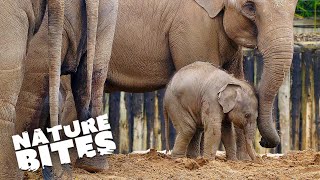 Asian Elephant Gives Birth to Adorable Calf | The Secret Life of the Zoo | Nature Bites