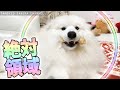 顔のまわりにバリアを張るサモエドさくら