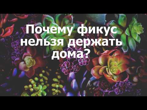 Почему фикус нельзя