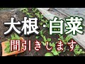 大根・白菜大きくなったので間引きしました/間引き菜