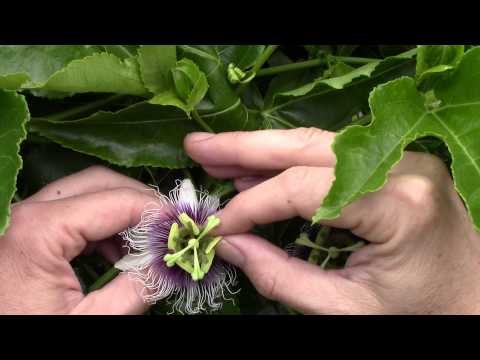 Video: Handbestuivende passievruchtbloemen - Hoe passiebloem met de hand te bestuiven