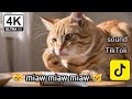 miaw miaw miaw miaw song sad cute cat Reaction viral TikTok 🙀