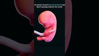 Your Baby Practices Crying in the Wombš Your Baby Practices Crying in the Wombš