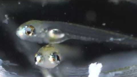 Spinal Cord Regeneration in Zebra Fish