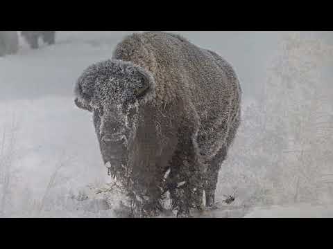 2025 - Winter in Yellowstone and Teton National Parks