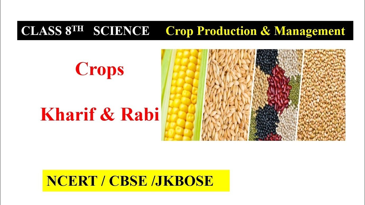 Crops in Hindi Kharif and Rabi crops Class 8th Science YouTube