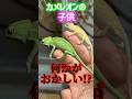 カメレオンの子供、何かがおかしい!? #爬虫類 #reptiles #shorts #chameleon #カメレオン #ふじぴこ