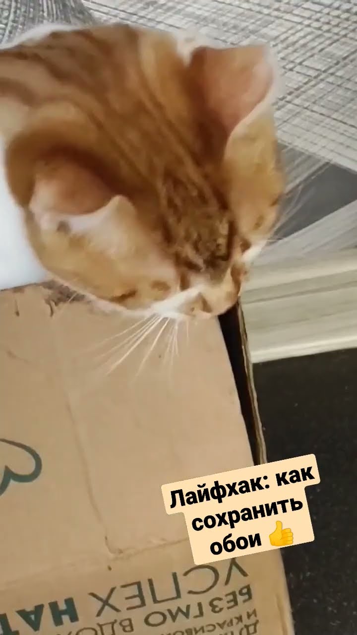 кот оторвал обои