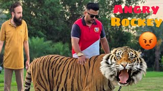 Rockey tiger attacking mode numan dar gaya 🦁🐅