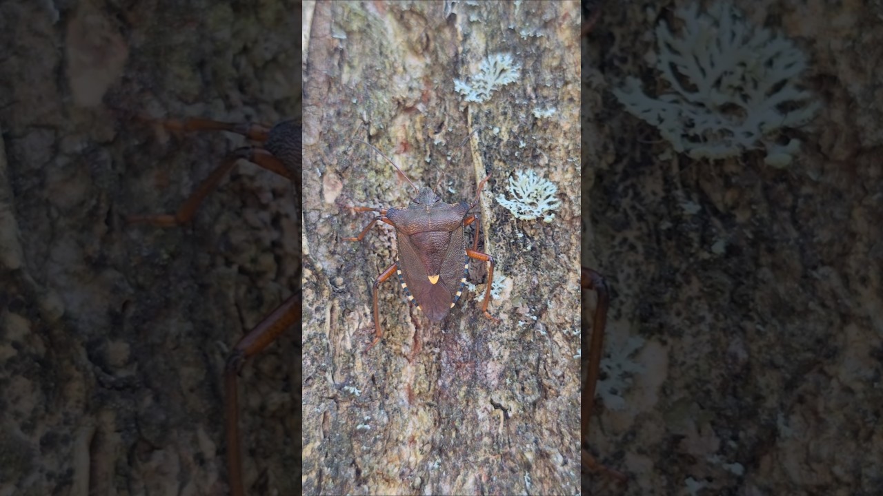 Что делает клоп?