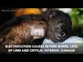 Wildlife Electrocutions  - Stop the Shocks