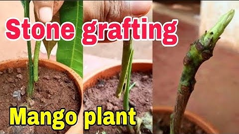 Stone grafting with results, mango tree, mango grafting 100% success
