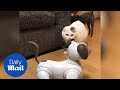 Hilarious moment cat and dog are confused by robot dog - Daily Mail