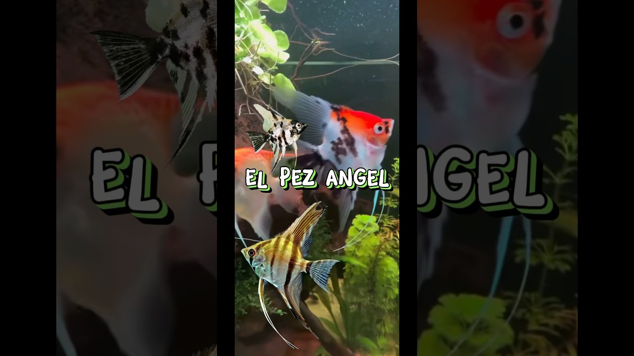 EL PEZ ANGEL 🐠 CUIDADOS 
