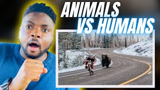 🇬🇧BRIT Reacts To ANIMALS VS HUMANS!