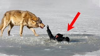 Волк, цепляясь за лёд, самоотверженно тащил умирающего парня из проруби, отдав долг за...