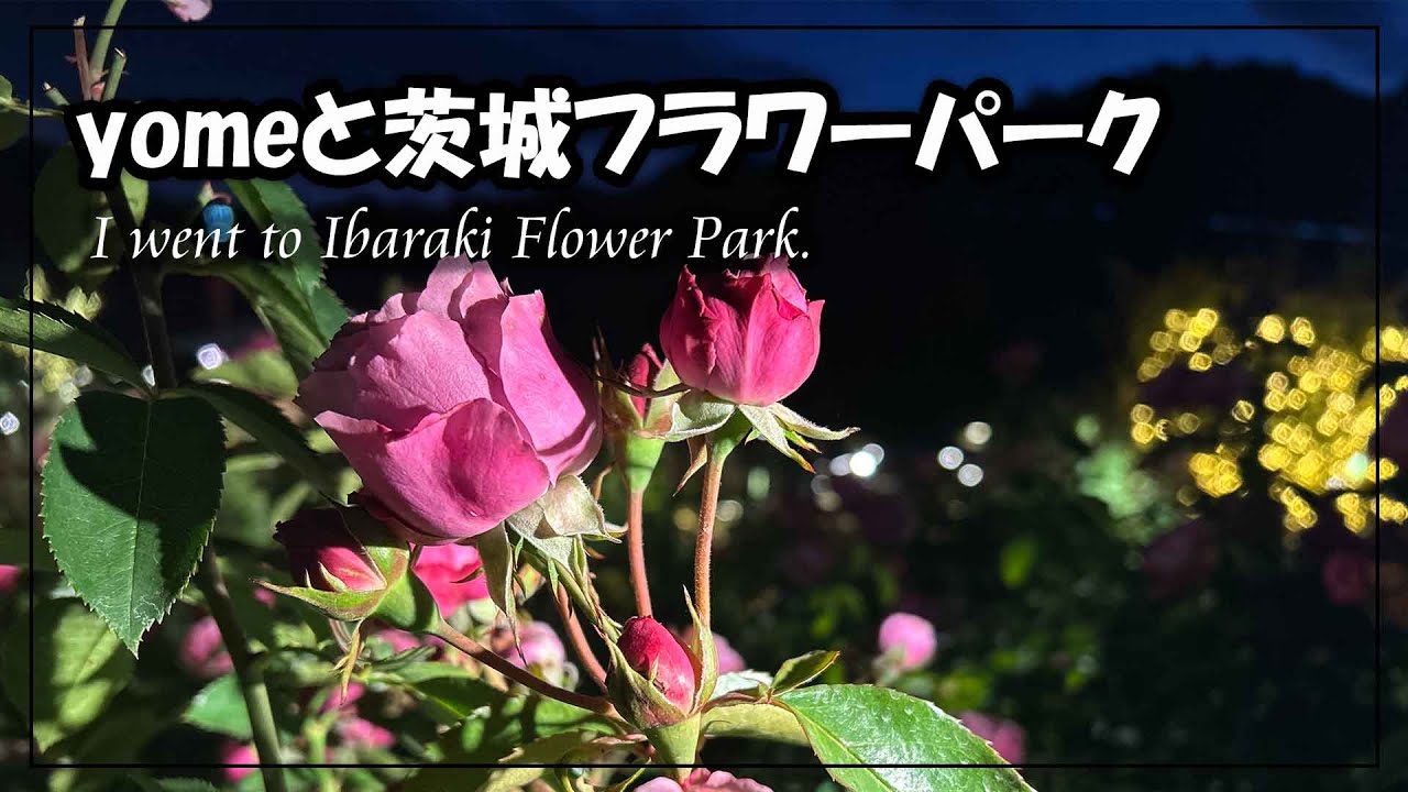 茨城フラワーパーク　[幻想的なイルミネーションを観に行った] 　vlog