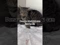 Please donate #viral #viralvideo #catsofinstagram #catsofyoutube #catsoftiktok #rescue #rescuecat #c
