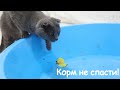 Гера утопила корм. Купание Дарси | Hera flooded the food. Darcy puppy bathing