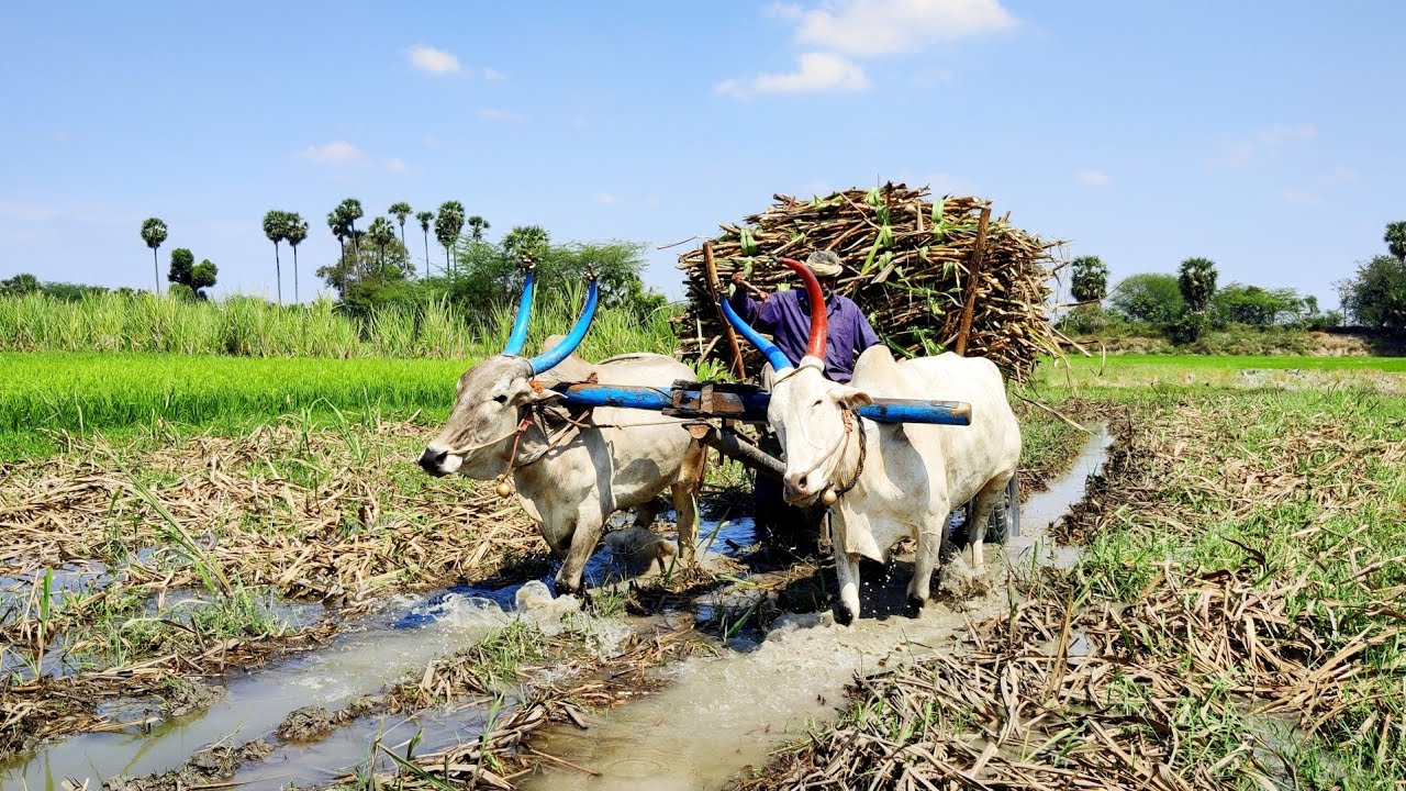 young Bullock Cart stuck by heavy Loaded pulling // cow videos