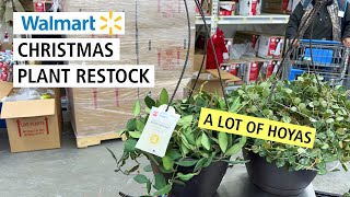 So Many Hoyas Walmart Christmas Plant Restock: Best Shipment Ive Seen This Year