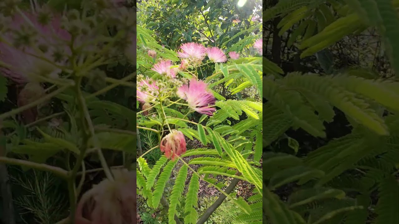 Natur Garten Paradies Wunder Schön #gartenschlau #garden #exotengarten