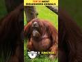 Top 10 Most Endangered Animals in the World 🌍 (Part 5: #10–#6)