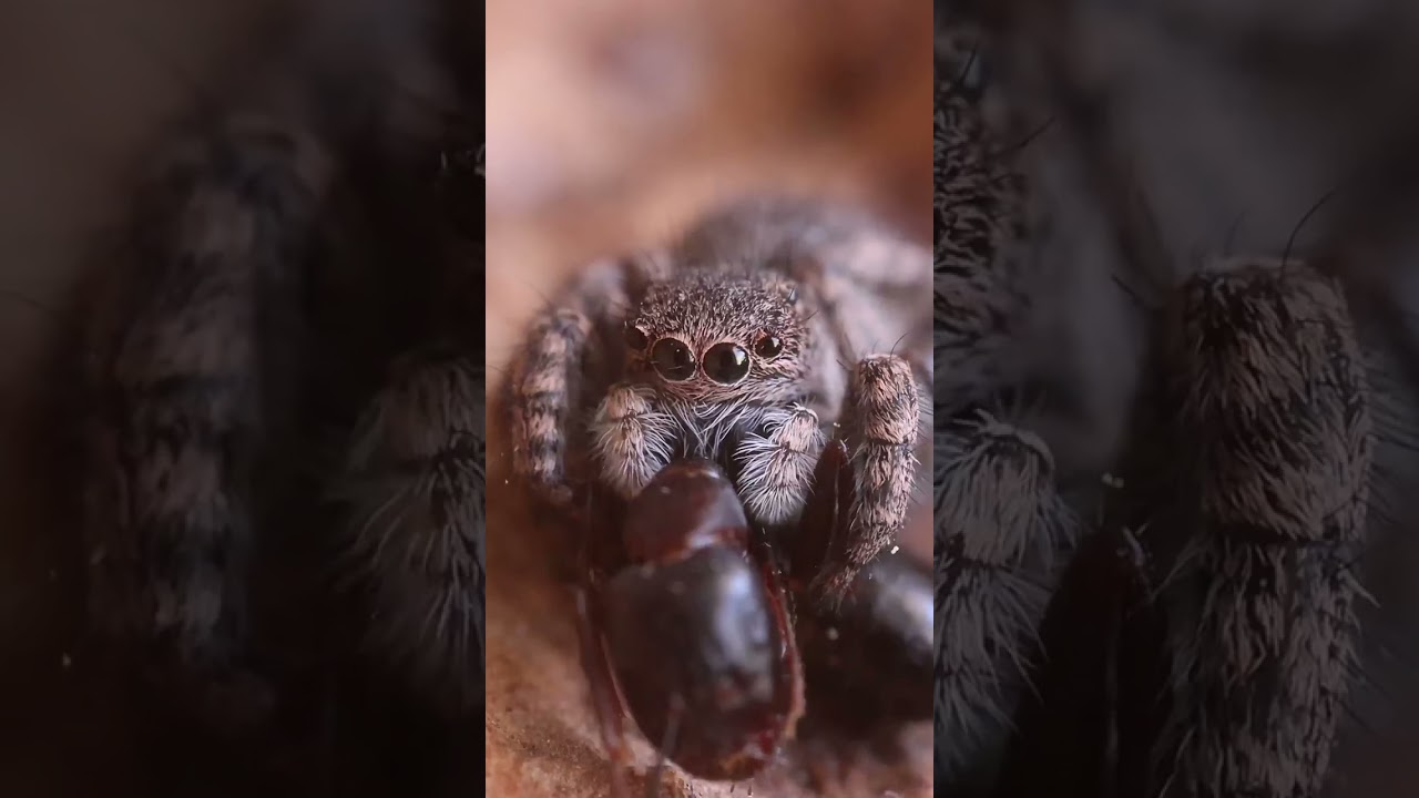 Ara&ntilde;as cazadoras de hormigas #shorts #viral
