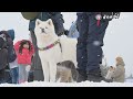 【秋田犬新聞】犬っこまつりを写真特集！　愛らしい姿、雪景色彩る