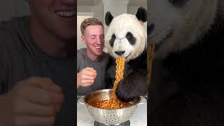panda eating spicy noodles