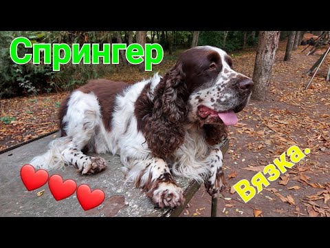 Английский спрингер спаниель вязка. Настоящий охотник и друг. Самый большой спаниель. #зоотроп