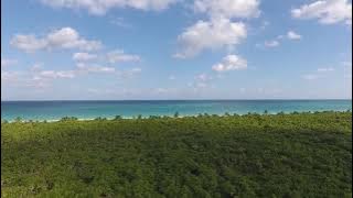 The Trees & The Wild