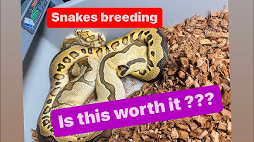 BREEDING  CLOWN BALL PHTHON  ! SNAKES EATING!