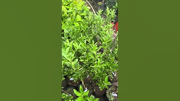 Cây Tắc ngọt Đài Loan đời 1 siêu trái | 0386569374 - Ngọc Ngân Bến Tre | Chuyên cây độc lạ