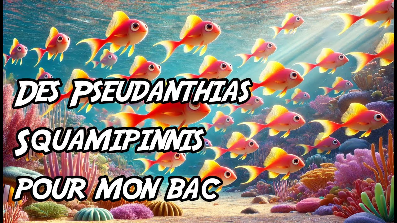 Des Pseudanthias Squamipinnis pour mon bac récifal