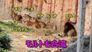 モルトも合流　〜 Lion (ライオン)〜　多摩動物公園 by && tamaoyaji 1,761 views 2 months ago 9 minutes, 2 seconds