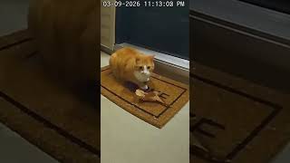 My Ring Camera Keeps Catching This Cat… 😂