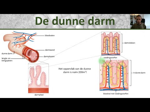 Bio - Voedingsstoffen opnemen - Opbouw dunne darm, darmvlokken en darmplooien - Voedsel #4