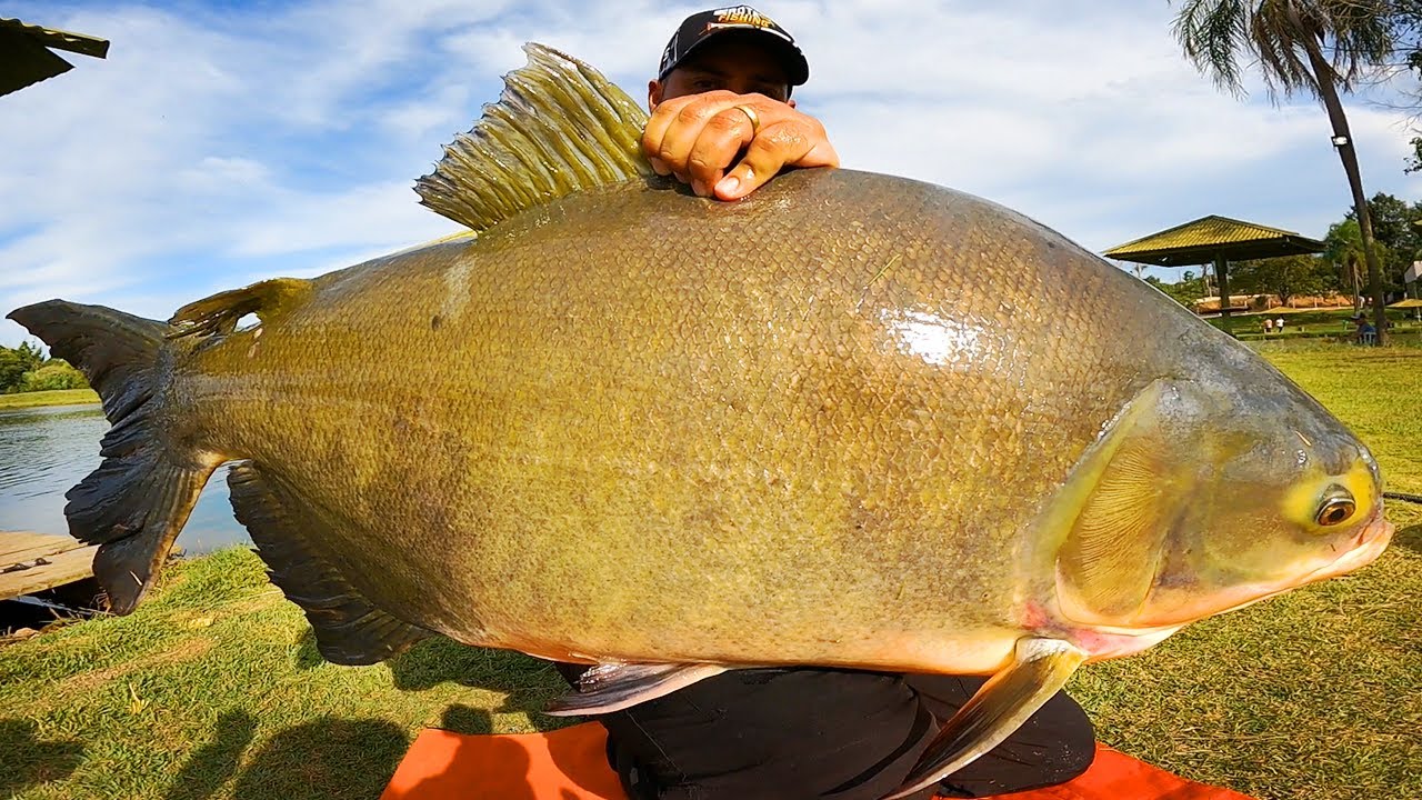 PESQUEIRO QUE SÓ TEM PEIXE GRANDE ? TONHÃO E SUA MÉDIA SENSACIONAL