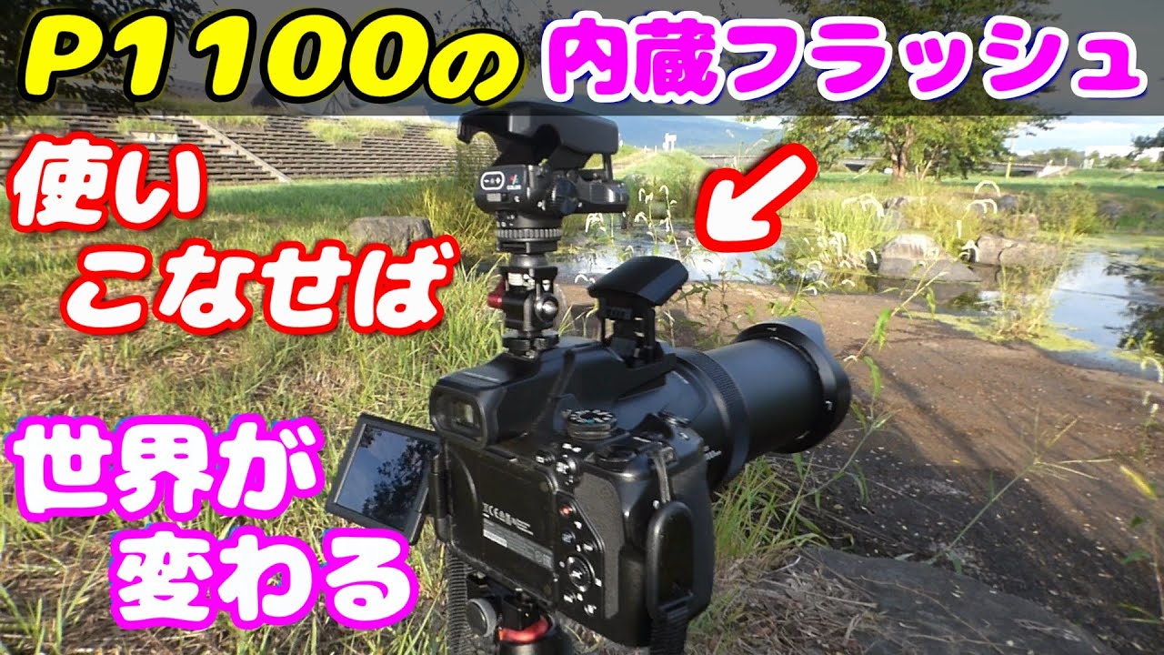 【4K】P1100の内蔵ポップアップフラッシュを使ったらどうなる？ /  使う前と後の比較  / 作例 / Nikon / P1100