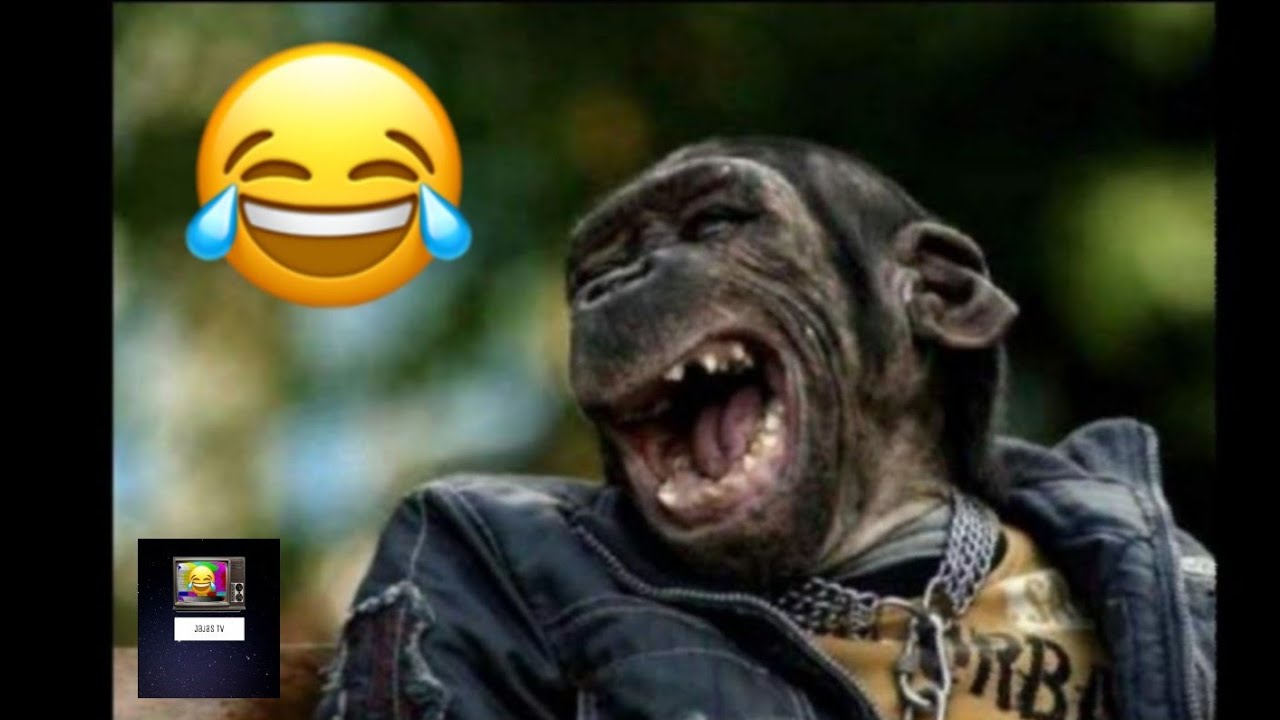 LAS RISAS MÁS CONTAGIOSAS DEL MUNDO‼️😂 - YouTube