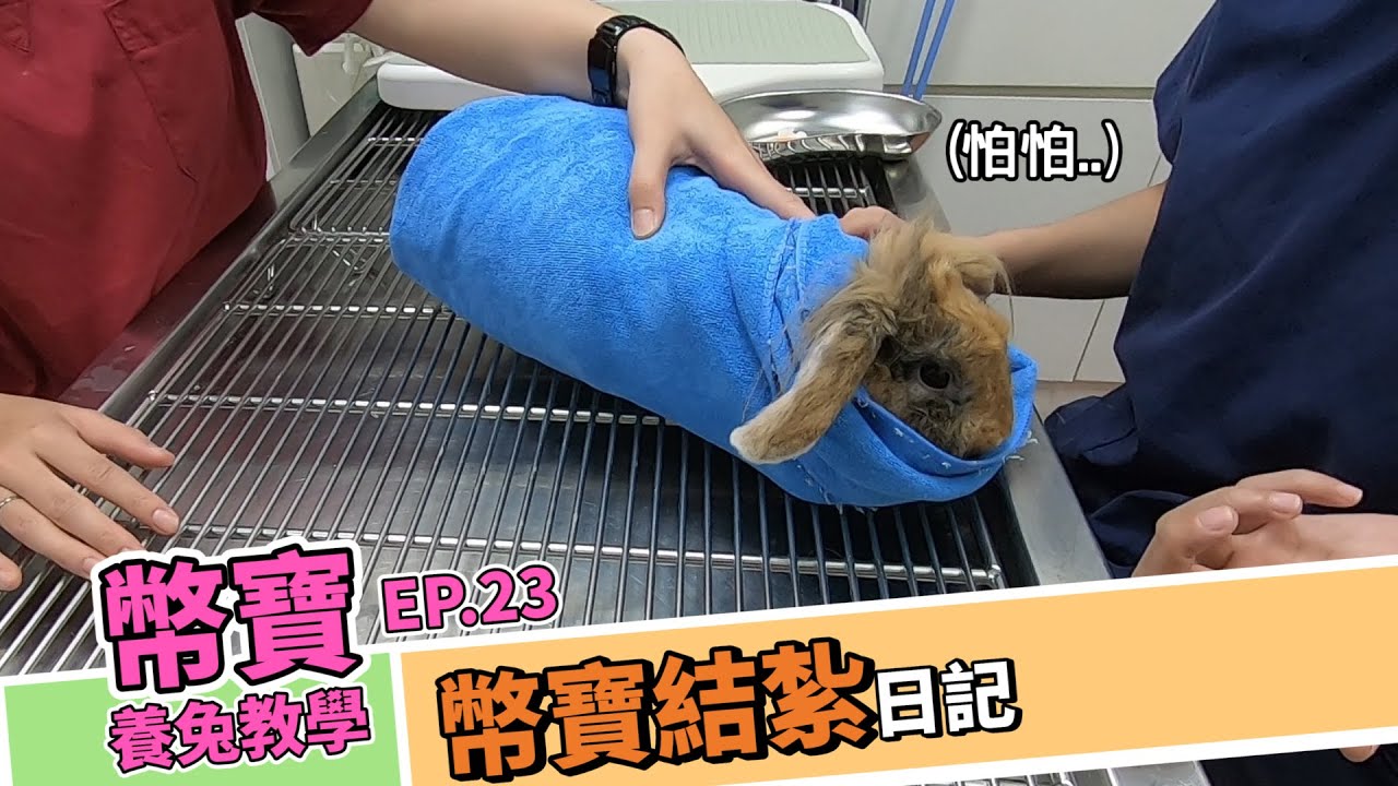 兔子結紮全紀錄，結紮的注意事項，幣寶結紮去｜幣寶養兔教學系列 EP.23｜ChampKnows【冠軍知道】