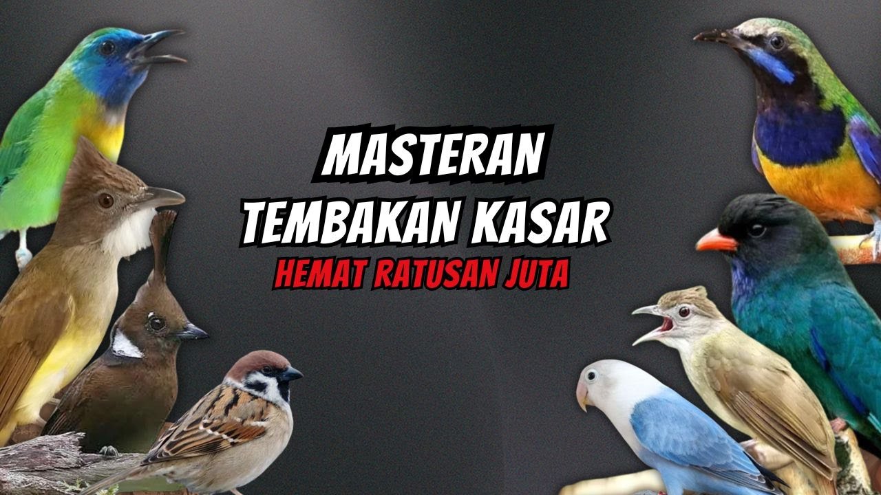 Masteran Tembakan Kasar Ampuh Mudah Ditiru Untuk Burung Fighter - 24 Jam NONSTOP !!!